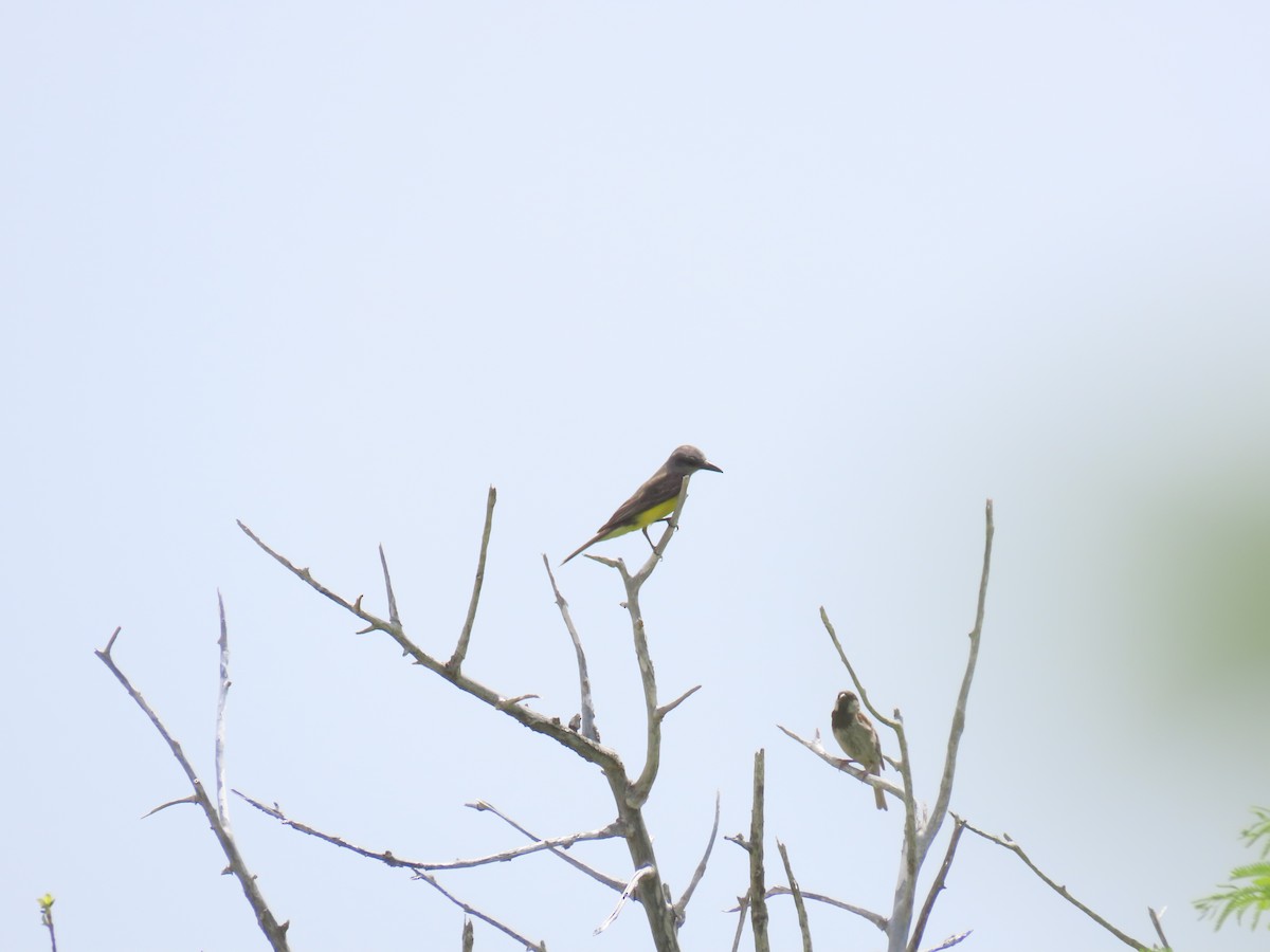 Tropical Kingbird - robert wellens
