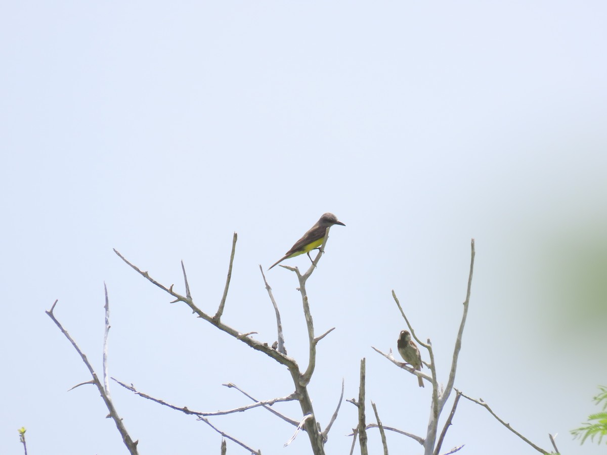 Tropical Kingbird - ML619552691