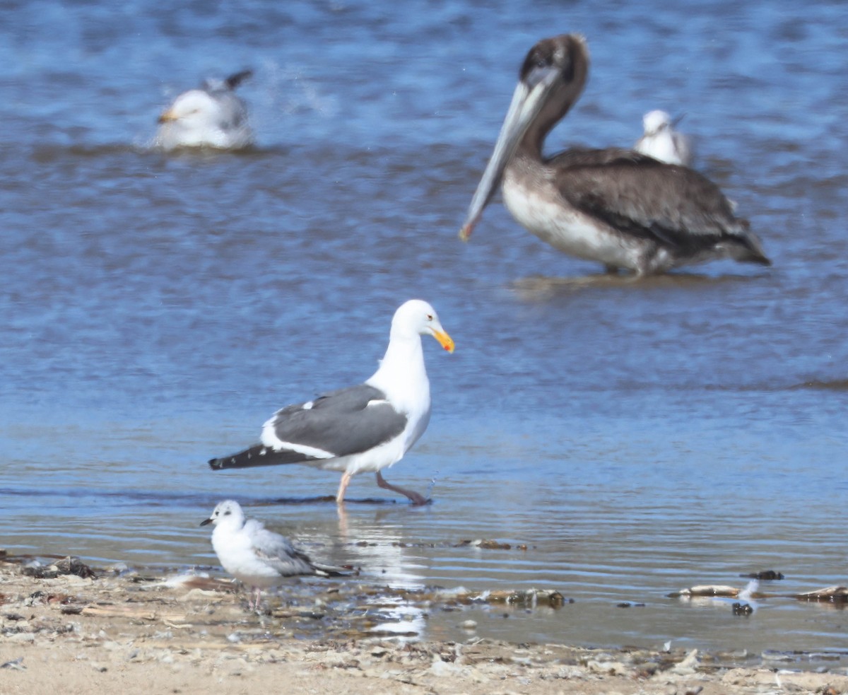 Bonaparte's Gull - Tracy Drake