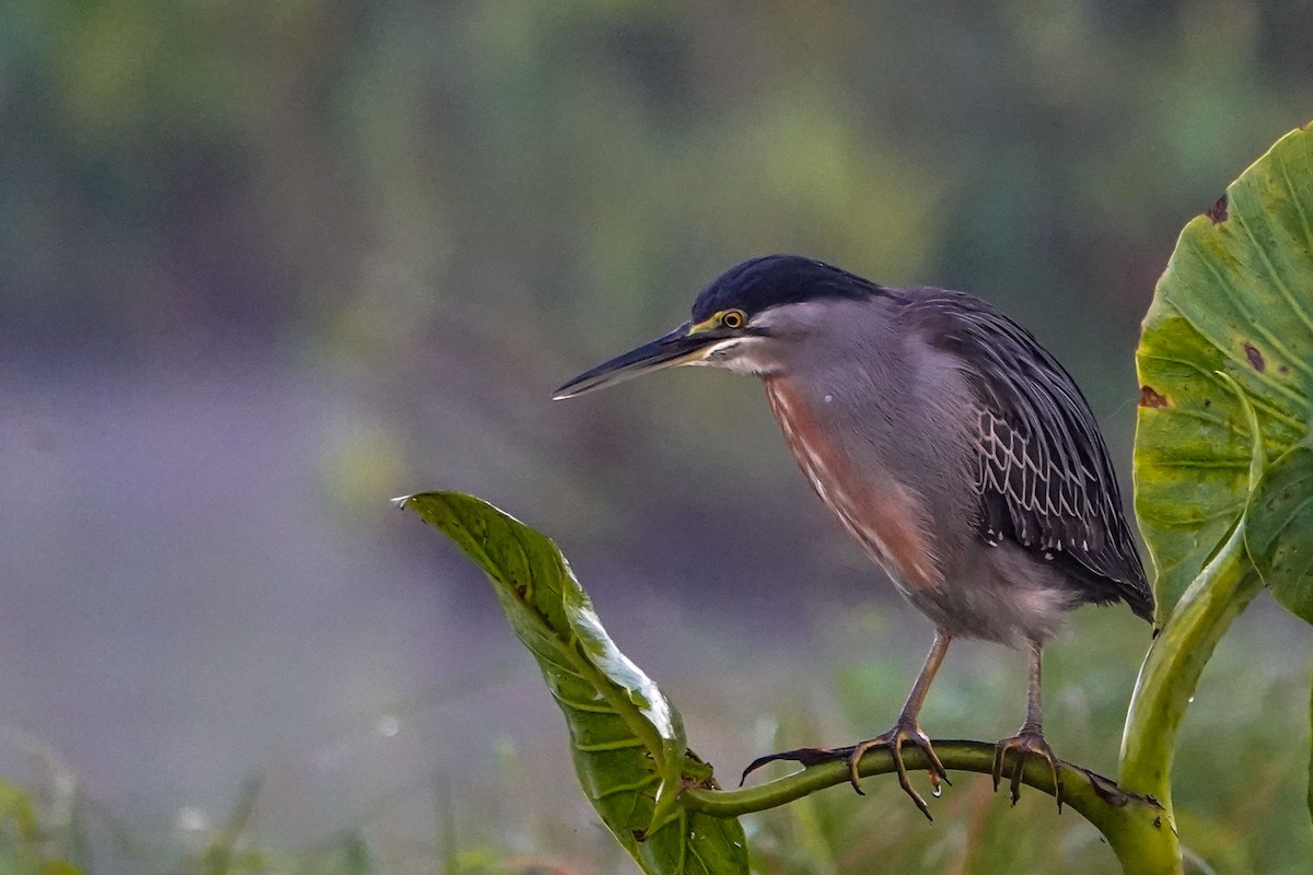 Striated Heron - Celesta von Chamier