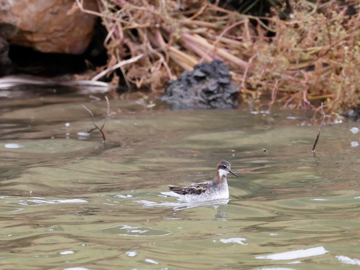 Red-necked Phalarope - Torgil Zethson