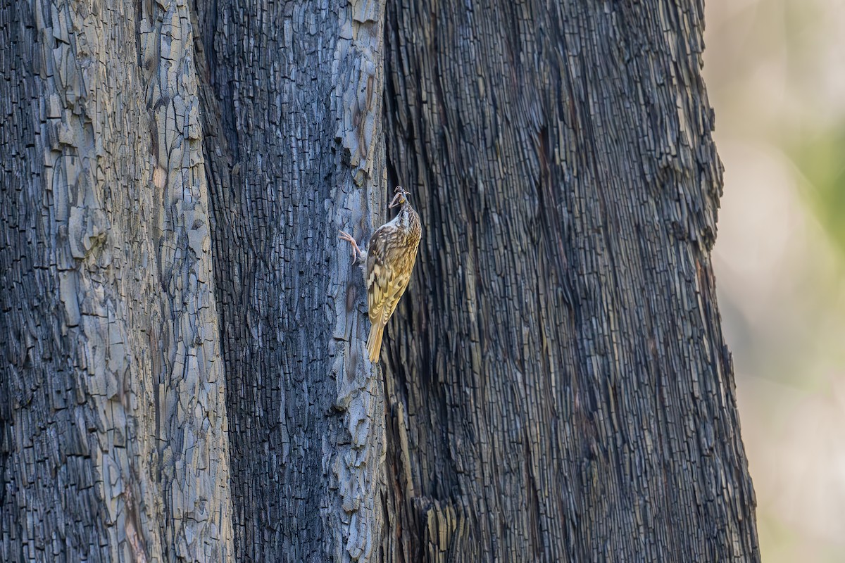 Brown Creeper - Xiang Gao