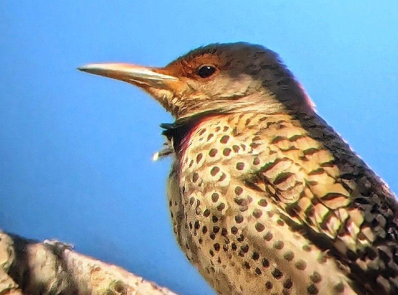 Northern Flicker (Yellow-shafted x Red-shafted) - ML619552706
