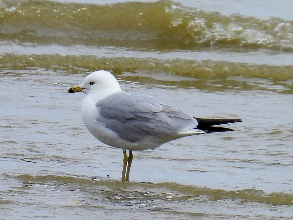 Ring-billed Gull - Melody Walsh