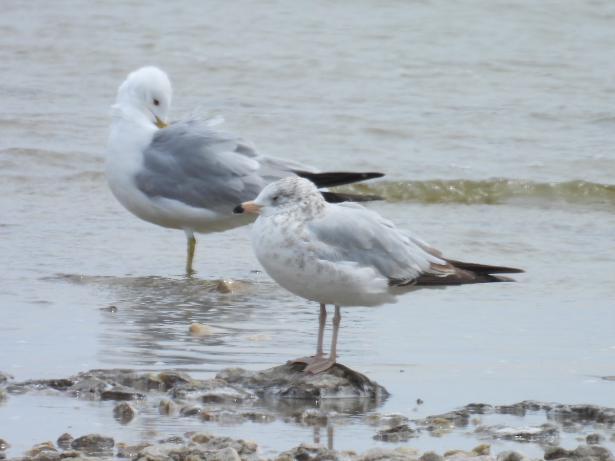 Ring-billed Gull - Melody Walsh