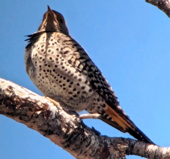 Northern Flicker (Yellow-shafted x Red-shafted) - ML619552709