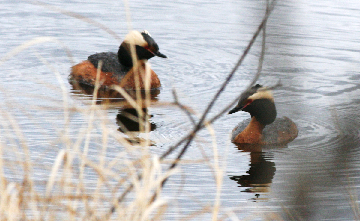 Horned Grebe - Muriel & Jennifer Mueller