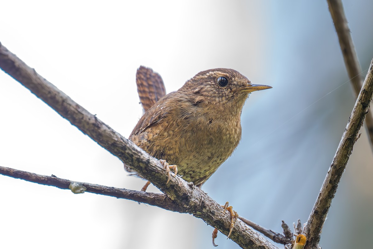 Pacific Wren - Xiang Gao