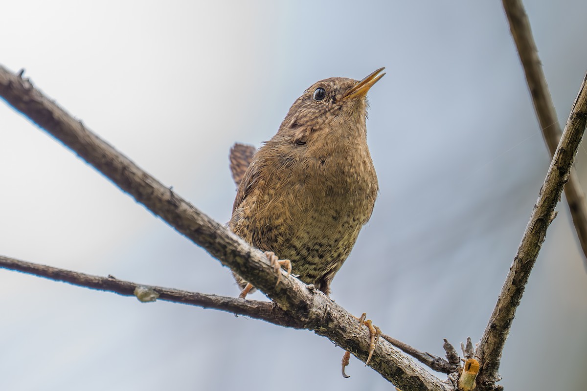 Pacific Wren - Xiang Gao