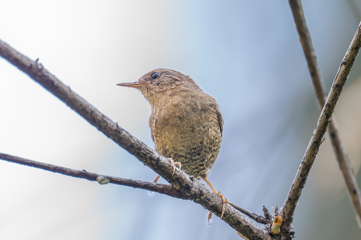 Pacific Wren - Xiang Gao