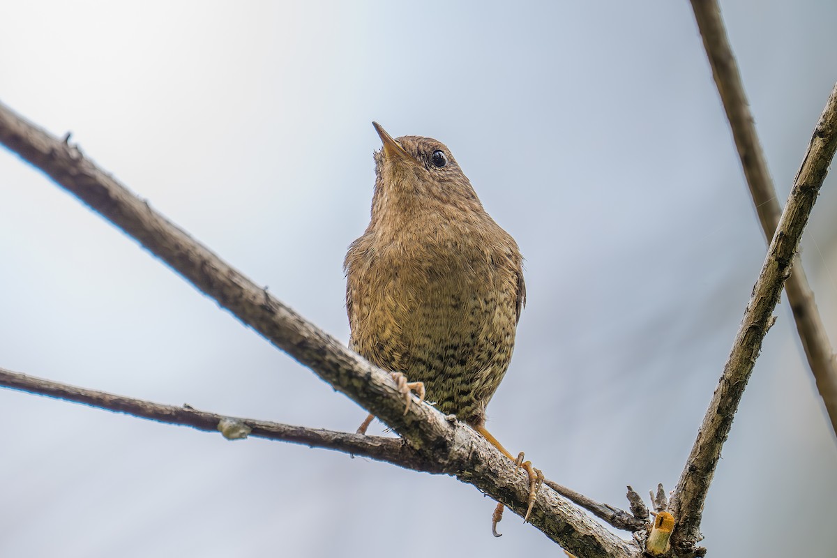 Pacific Wren - Xiang Gao