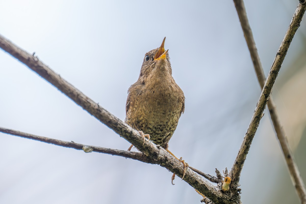 Pacific Wren - Xiang Gao