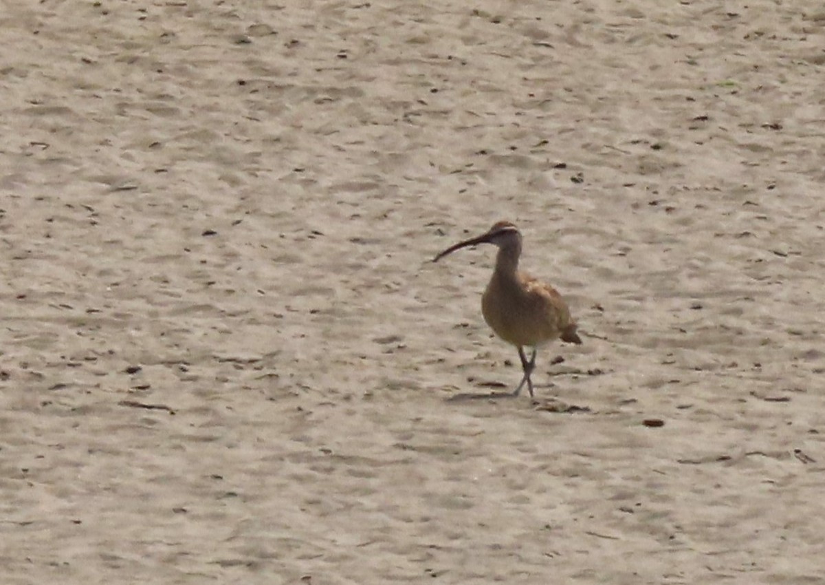 Whimbrel - Joan Baker