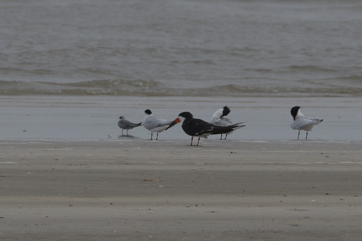 Black Skimmer - M Kelly