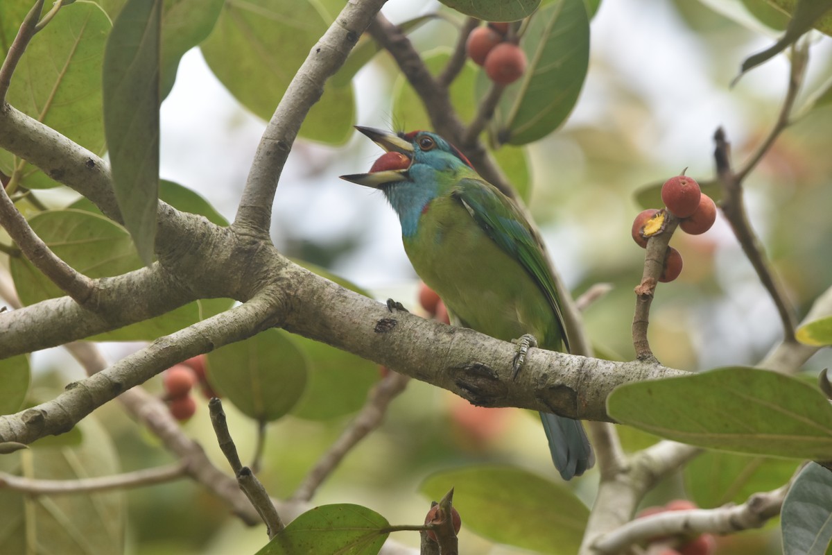 Mavi Boğazlı Barbet - ML619552729