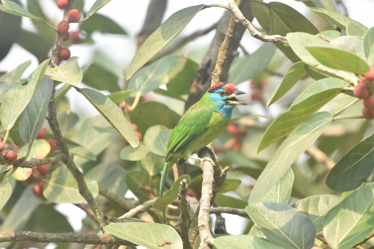 Blue-throated Barbet - Gyanchandra Gyani