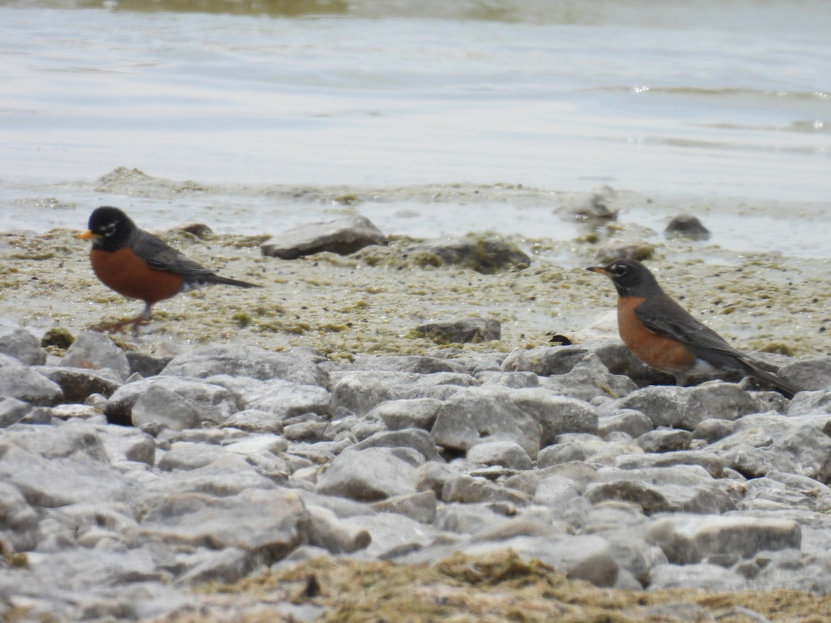 American Robin - Melody Walsh