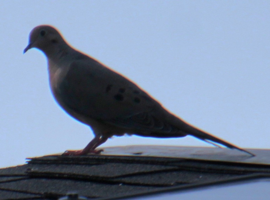 Mourning Dove - Samuel Harris