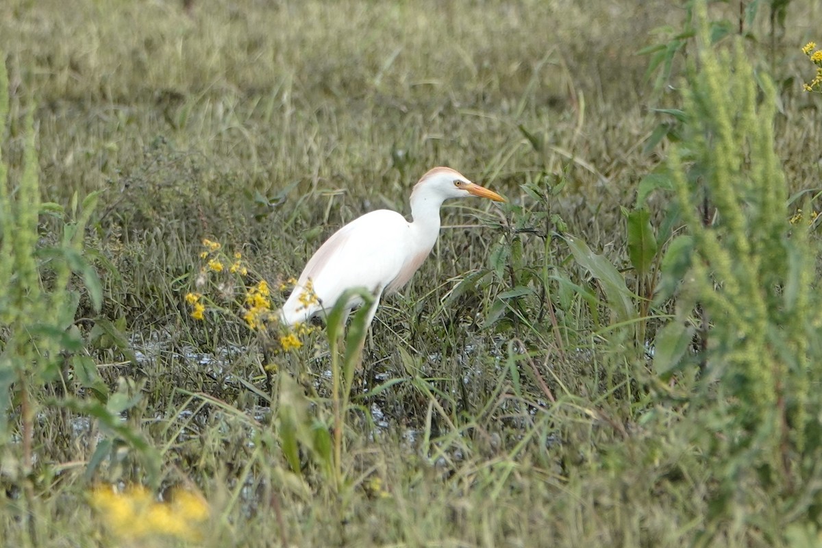 Western Cattle Egret - Lisa Todd