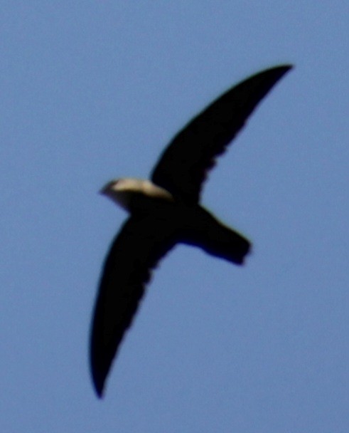 Chimney Swift - Samuel Harris