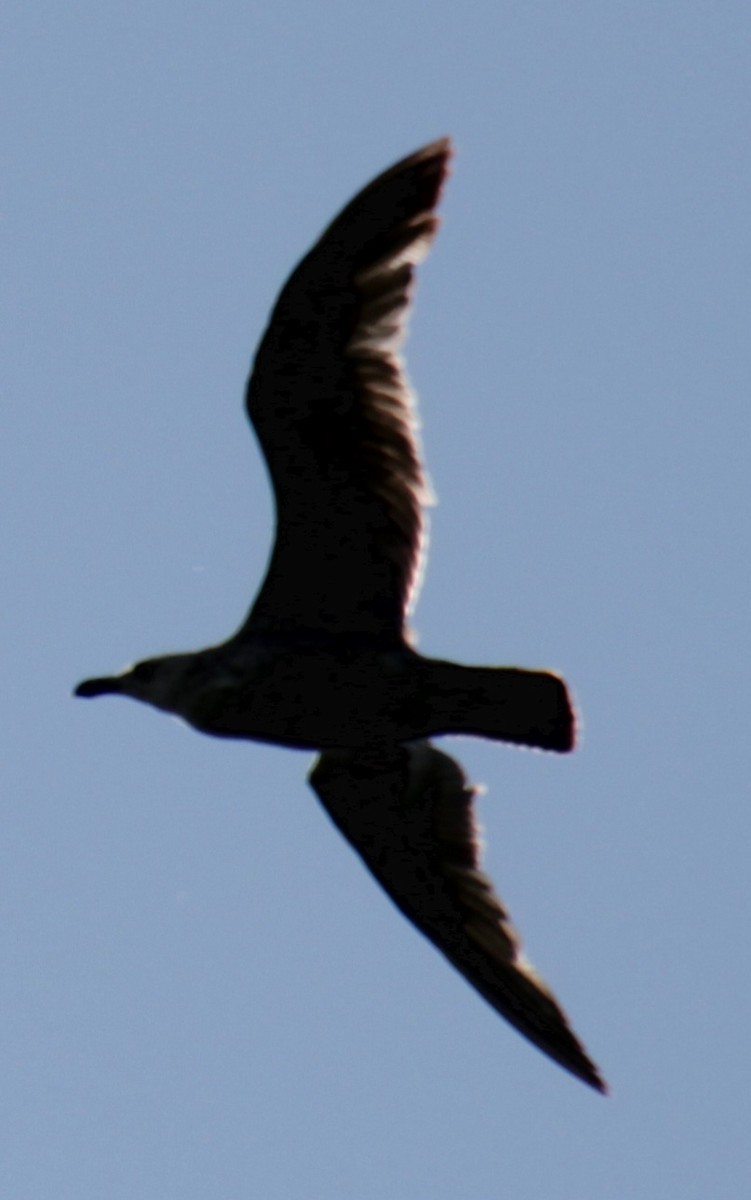 Herring Gull (American) - Samuel Harris