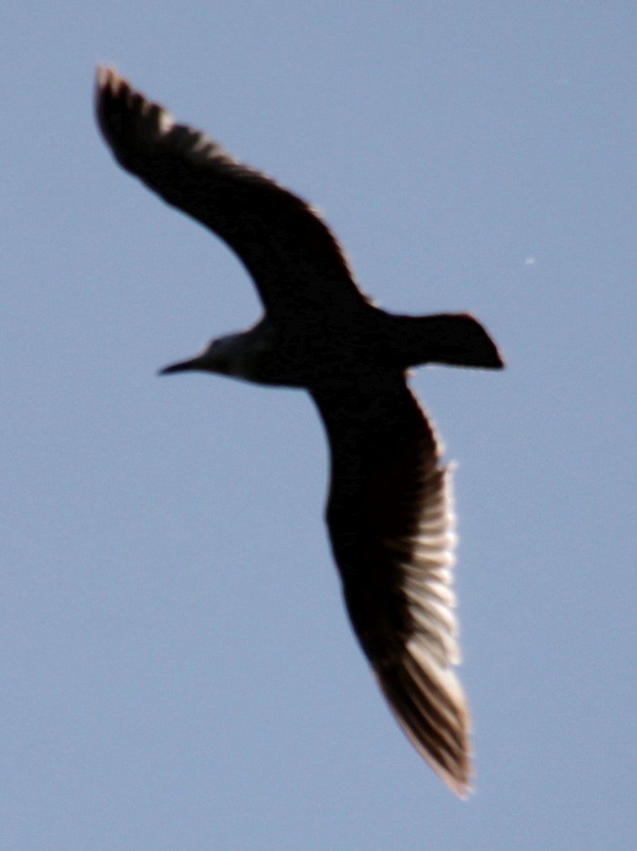 Herring Gull (American) - Samuel Harris