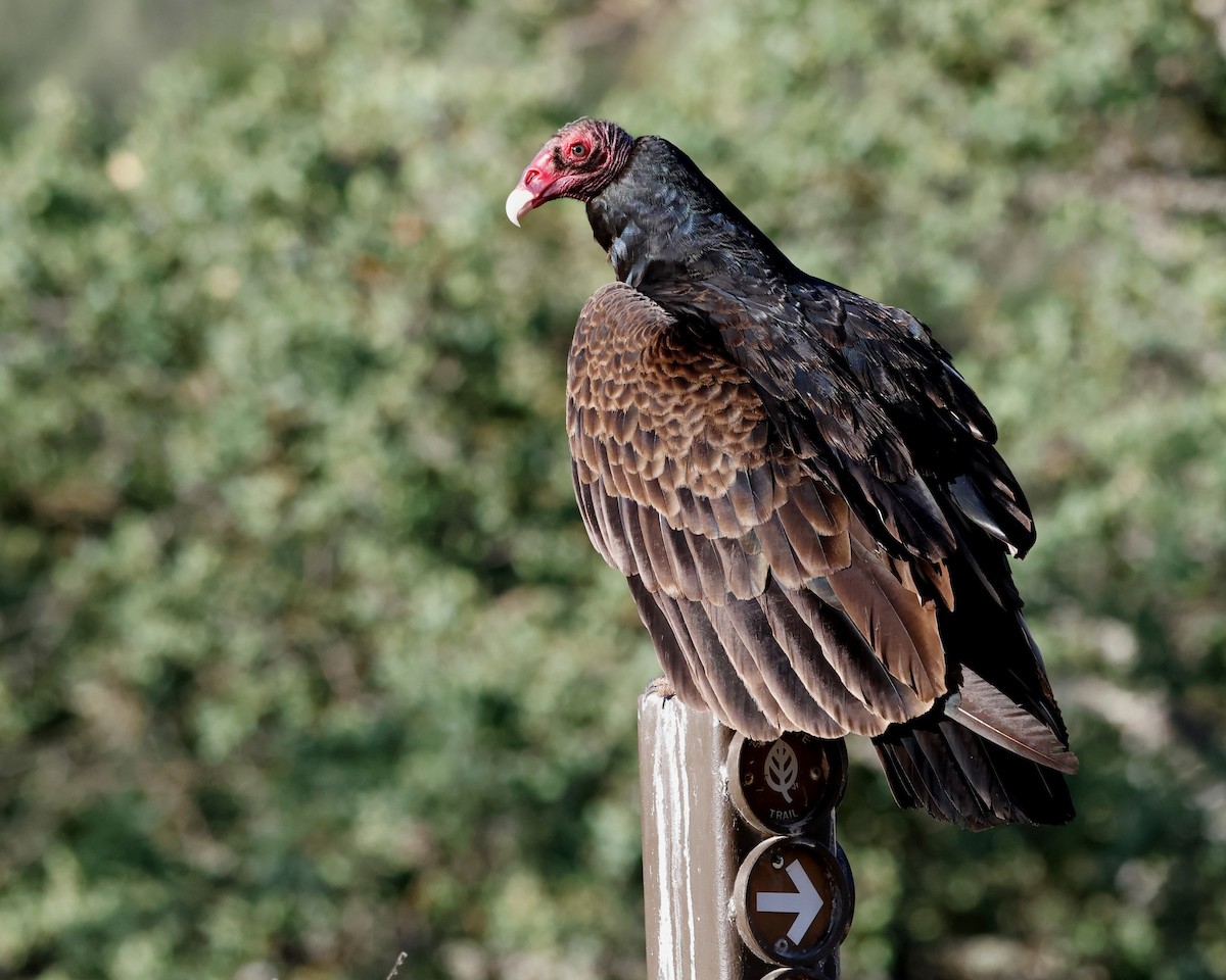 Turkey Vulture - Torgil Zethson