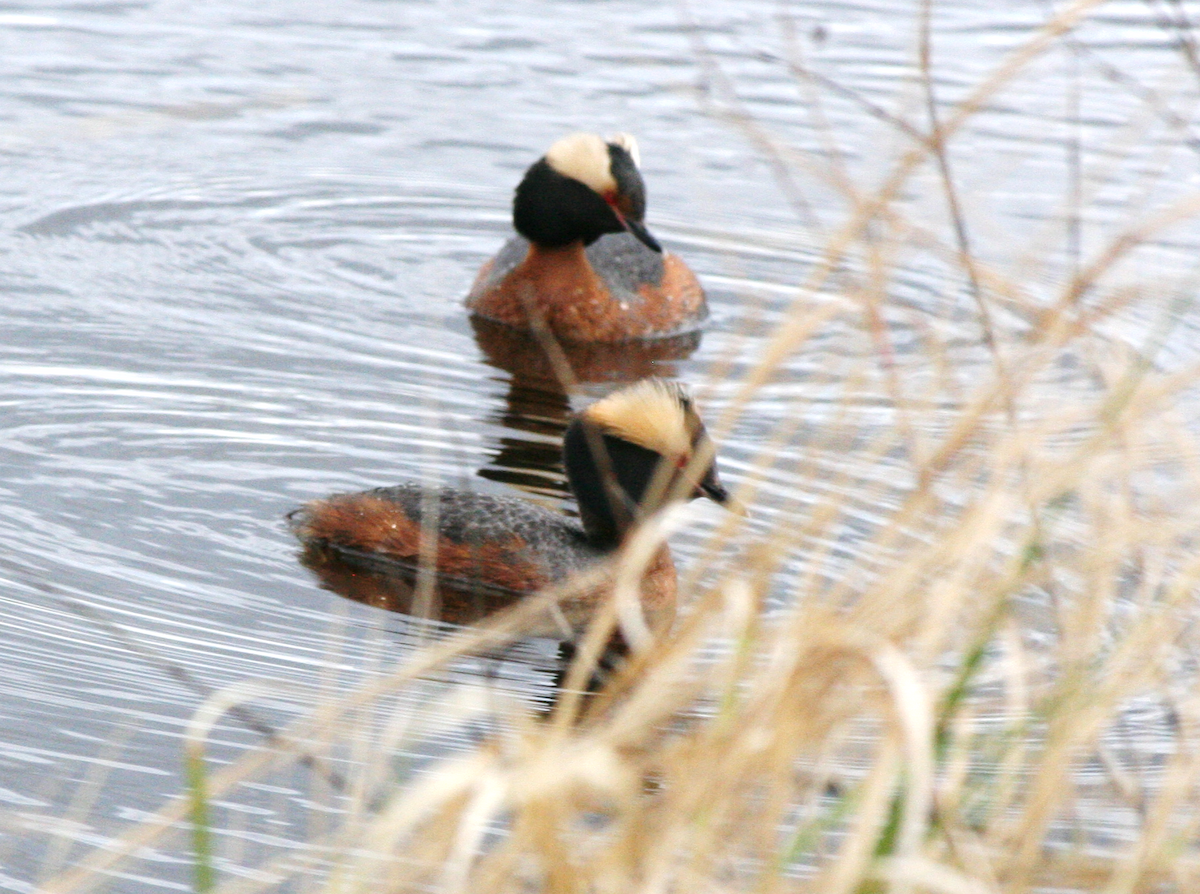 Horned Grebe - Muriel & Jennifer Mueller