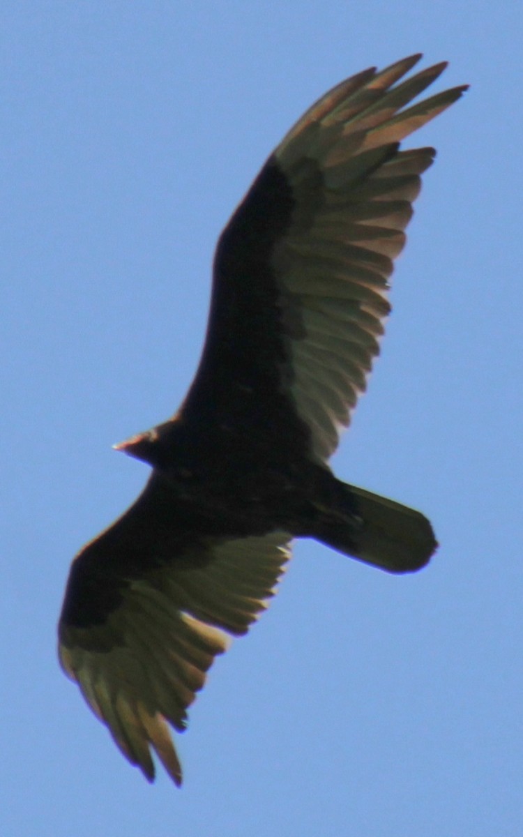 Turkey Vulture - Samuel Harris