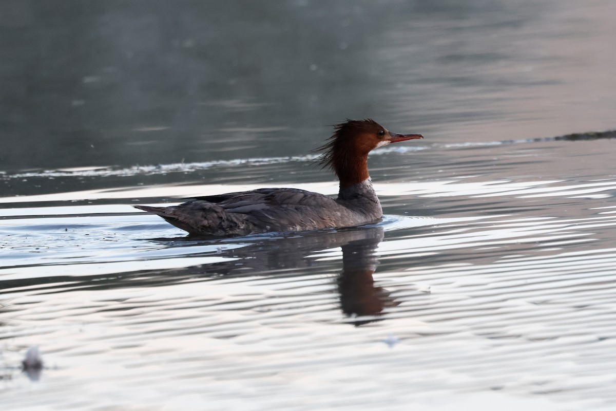 Common Merganser - ML619552750