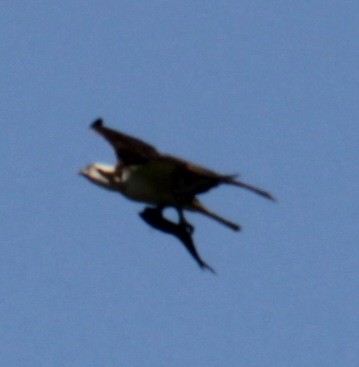 Osprey (carolinensis) - Samuel Harris