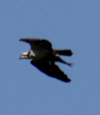 Osprey (carolinensis) - Samuel Harris