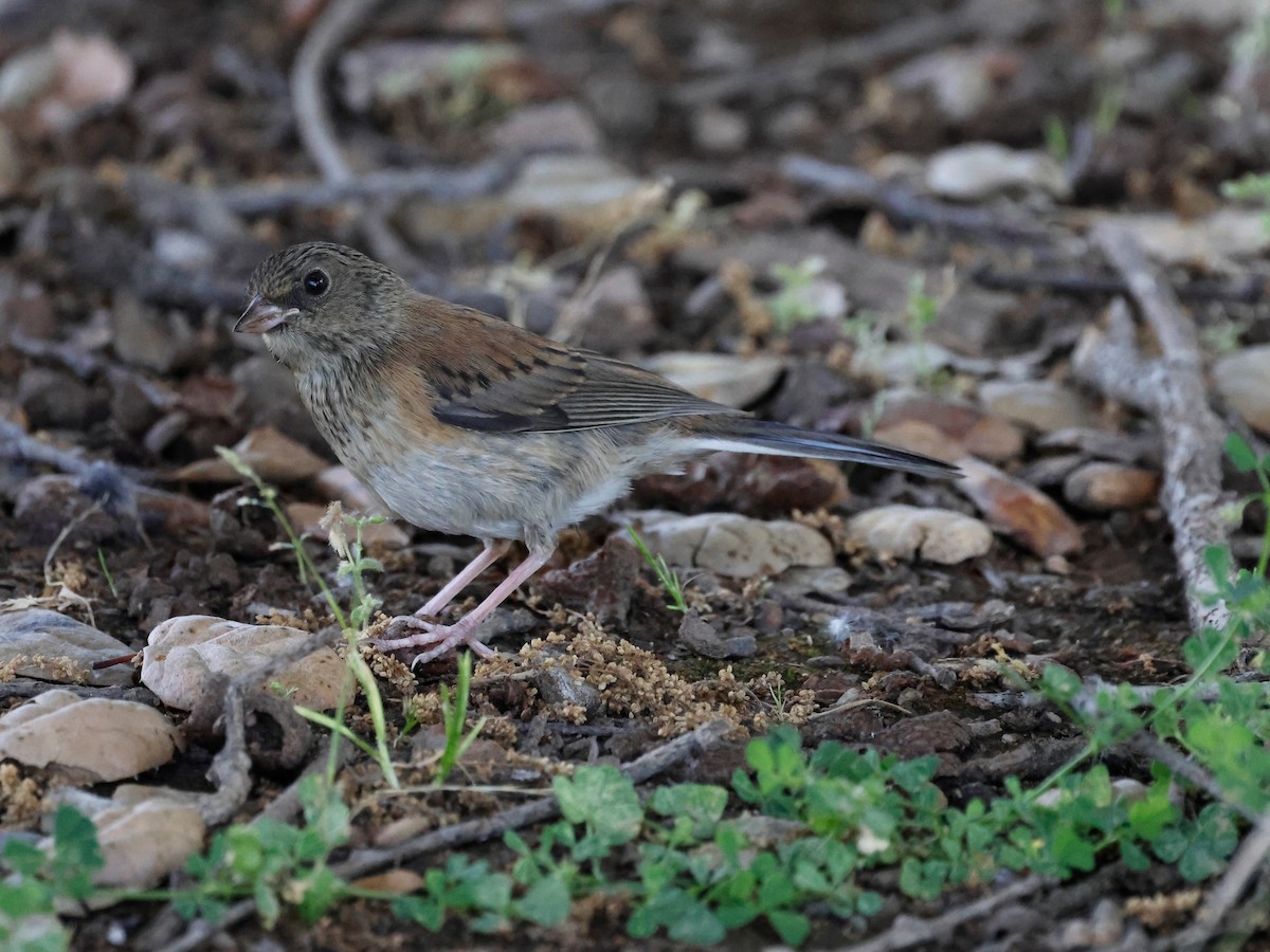 Dark-eyed Junco - Torgil Zethson