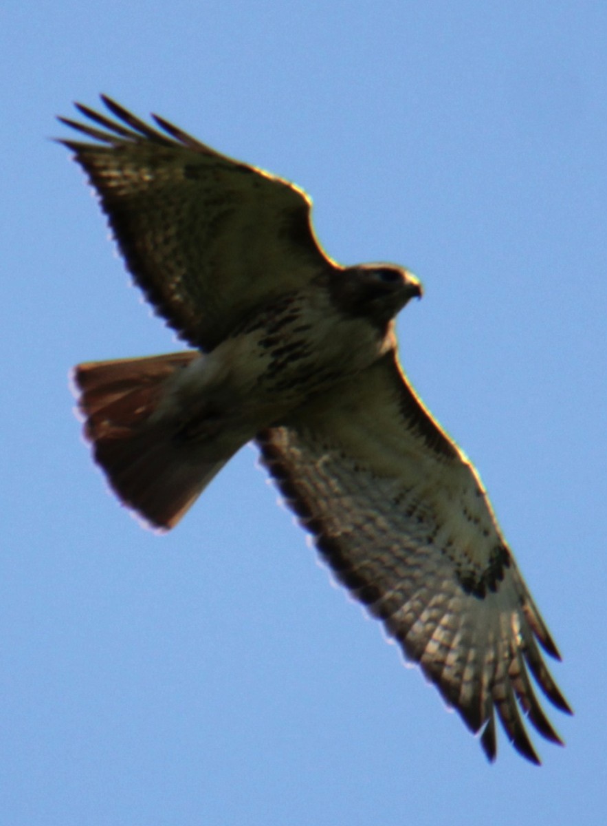 Red-tailed Hawk (borealis) - Samuel Harris