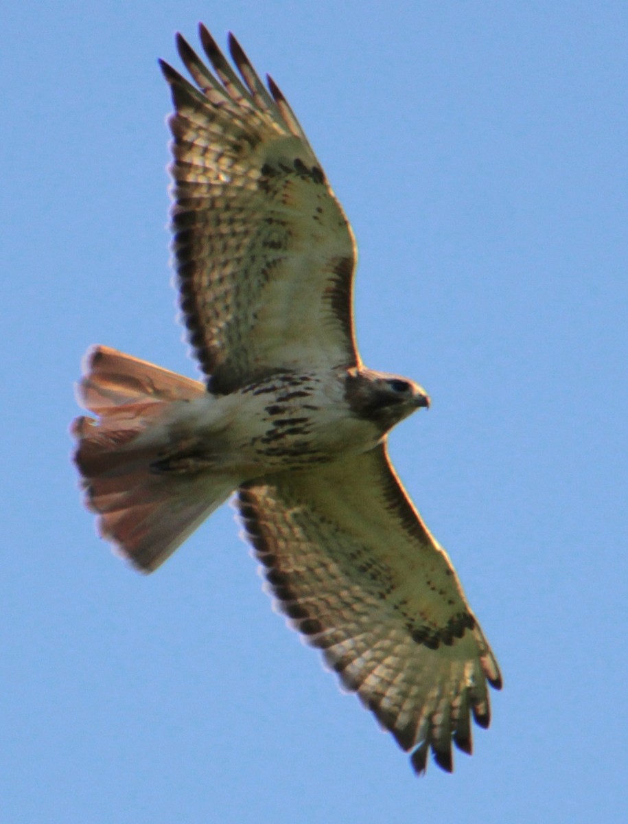 Red-tailed Hawk (borealis) - Samuel Harris