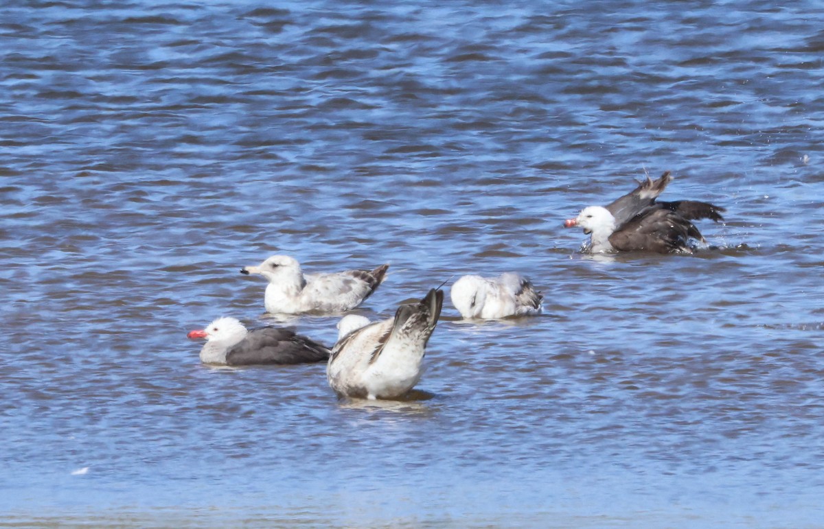 Heermann's Gull - Tracy Drake