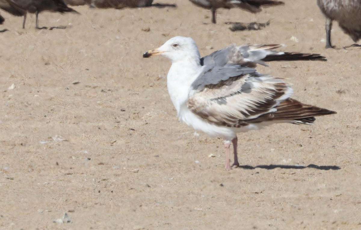 Western Gull - ML619552764