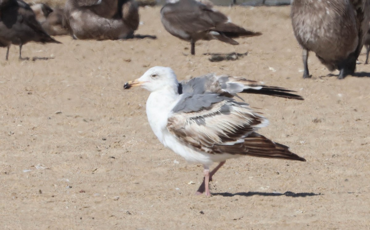 Western Gull - Tracy Drake