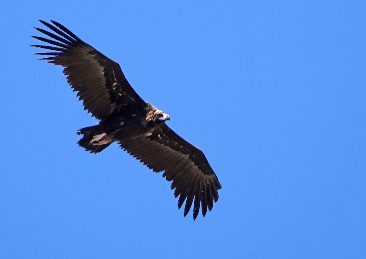 Cinereous Vulture - Diane Drobka