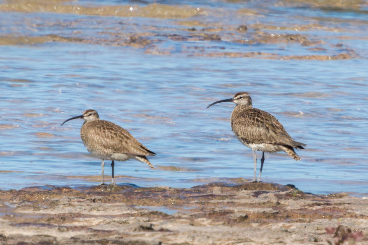 Whimbrel - Brad Reinhardt