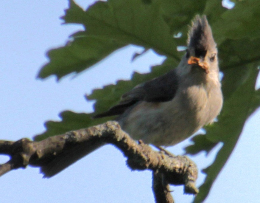 Tufted Titmouse - ML619552770