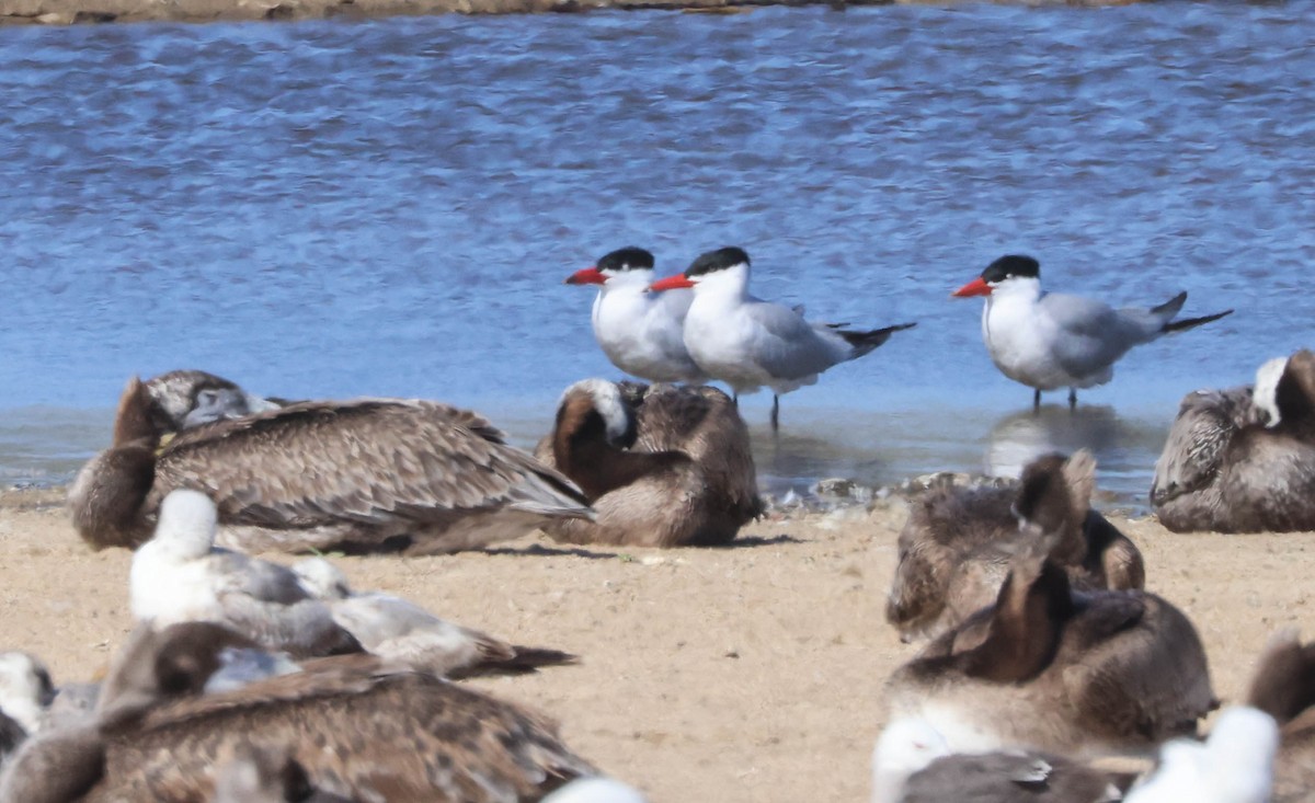 Caspian Tern - Tracy Drake