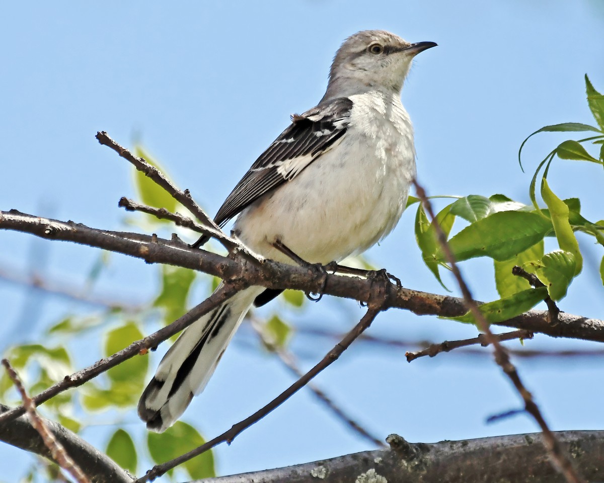 Northern Mockingbird - ML619552779