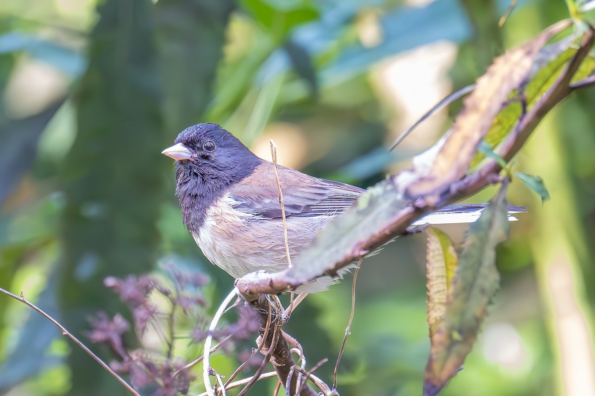 Dark-eyed Junco - ML619552781