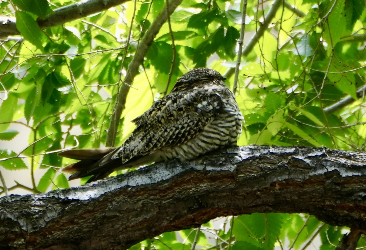 Common Nighthawk - Kevin Waggoner