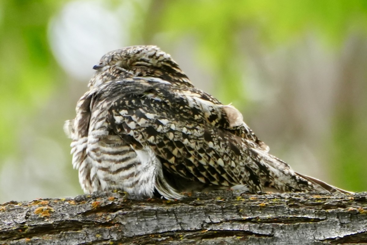 Common Nighthawk - Kevin Waggoner