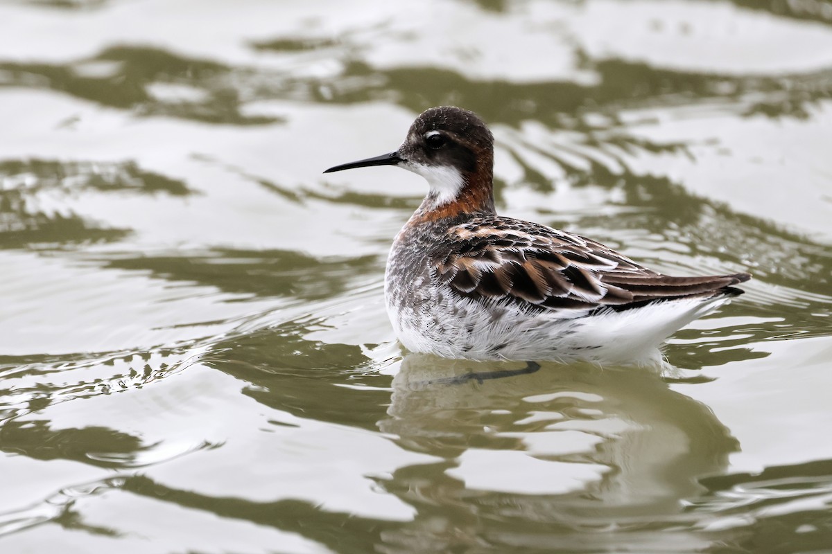 Red-necked Phalarope - Torgil Zethson