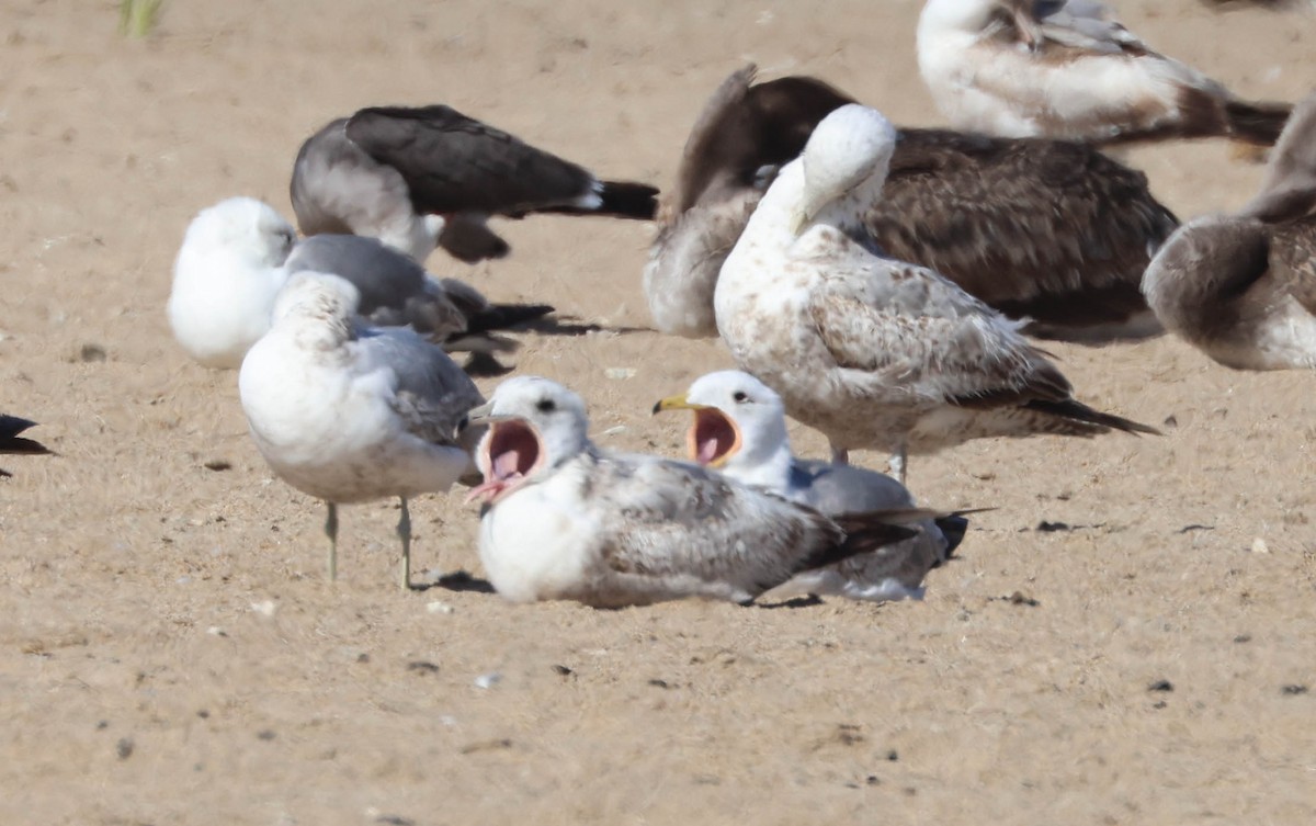 California Gull - Tracy Drake