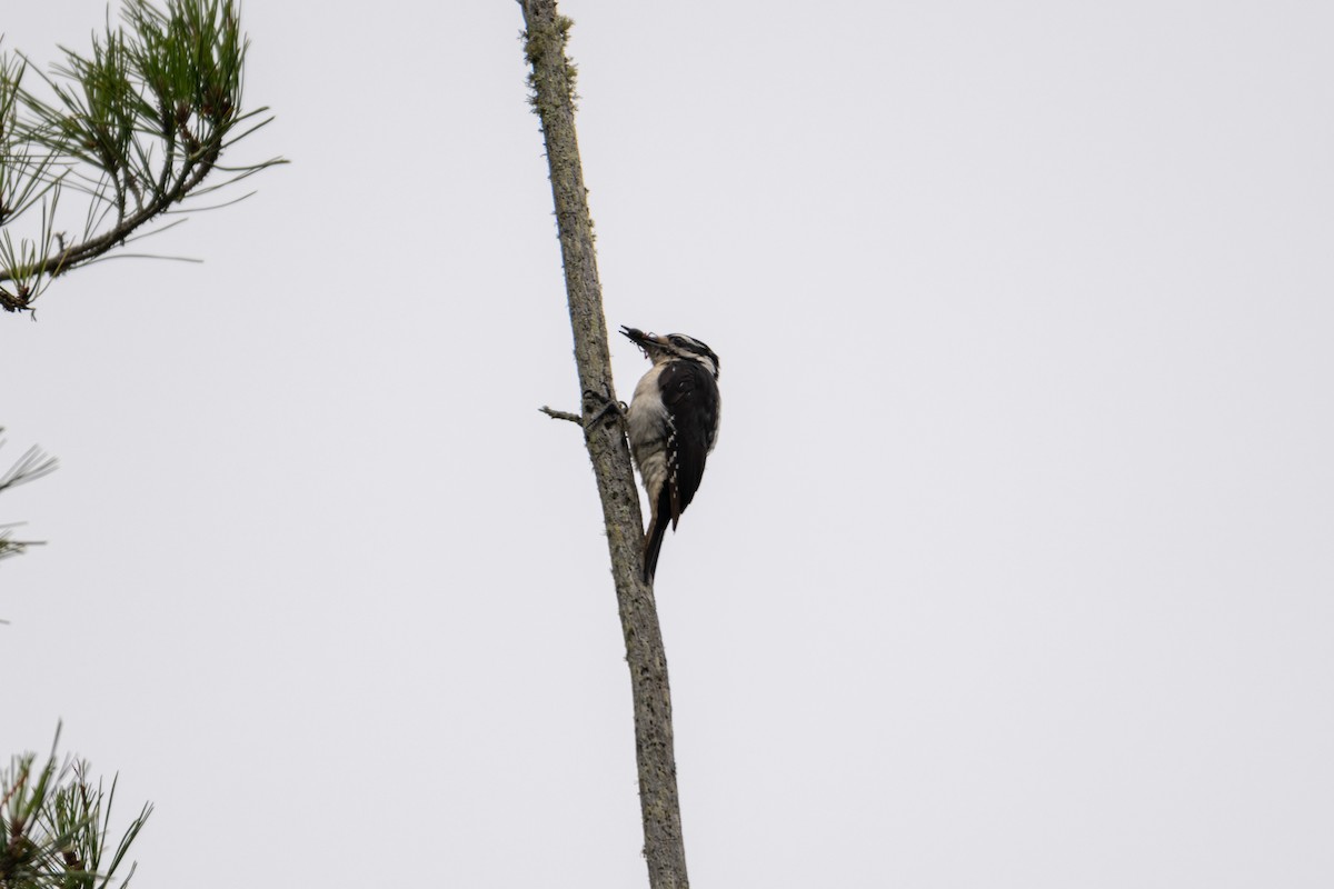 Hairy Woodpecker - Melani King