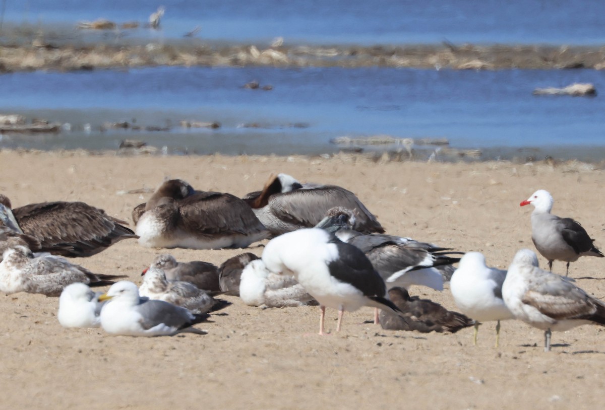 Western Gull - ML619552794